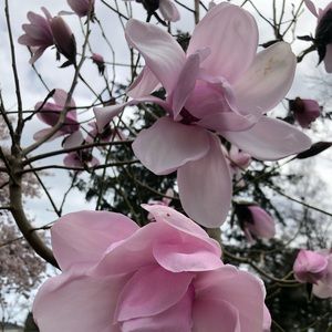 Meet your Posher, Asma